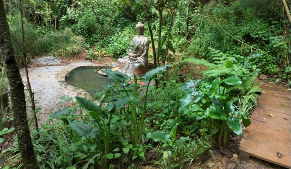 My Plant Medicine Journey 2