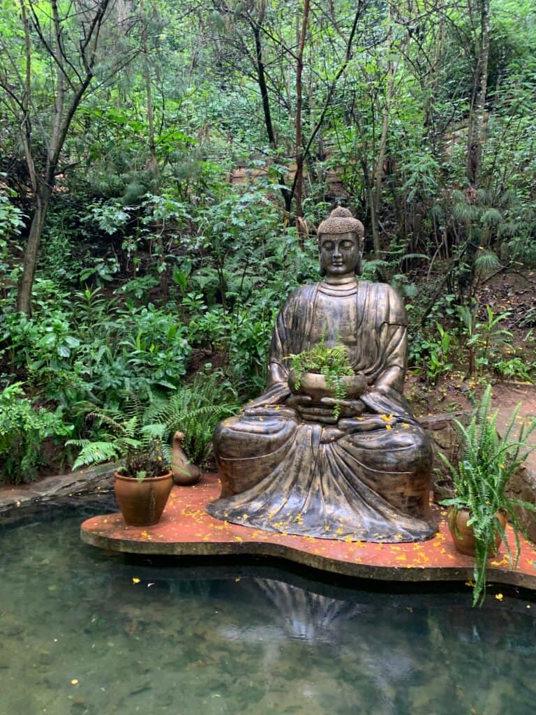 My Plant Medicine Journey 1