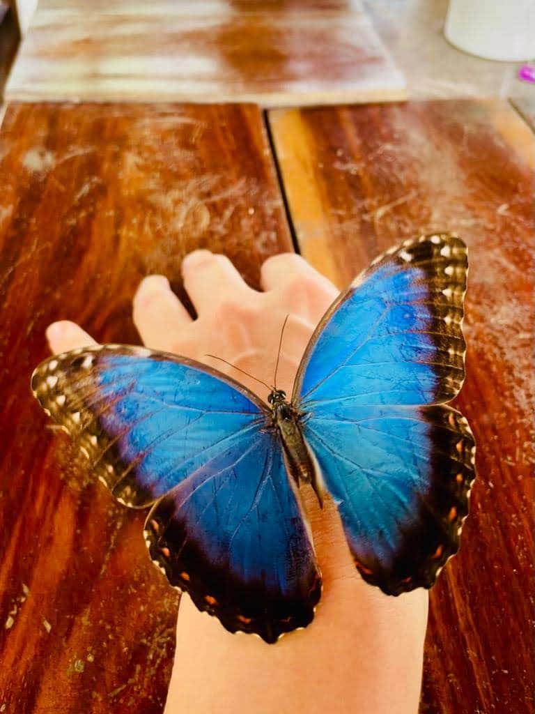 Bluestone Ayahuasca 5