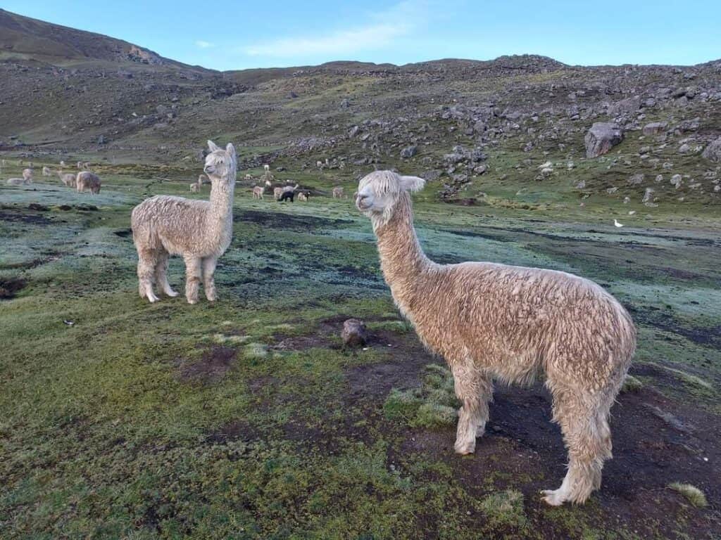 Sacred Medicine Pilgrimages Peru 4