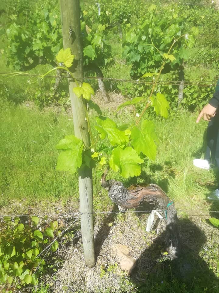 Jungle Hotel by Granjeiras Resort 6