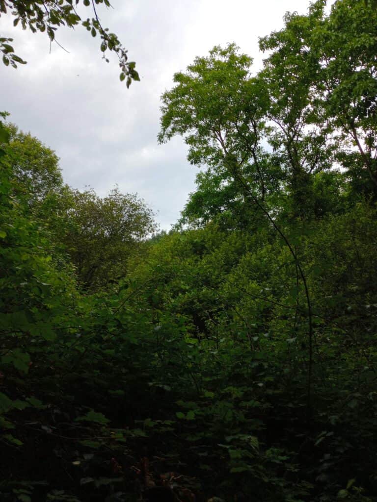 Jungle Hotel by Granjeiras Resort 4