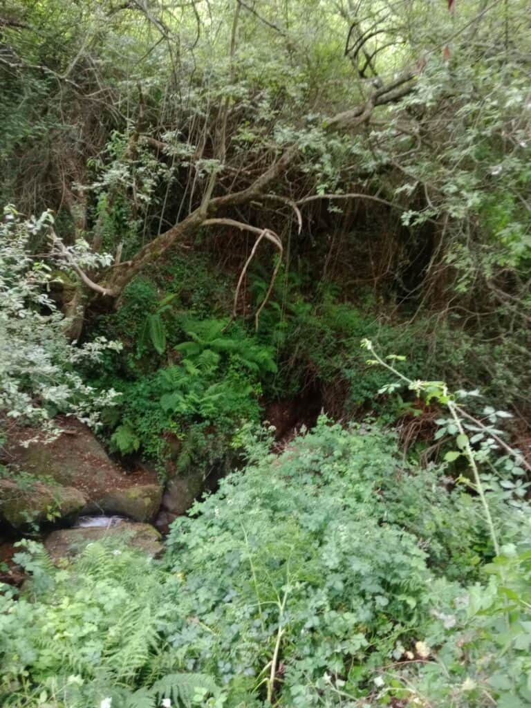 Jungle Hotel by Granjeiras Resort 3