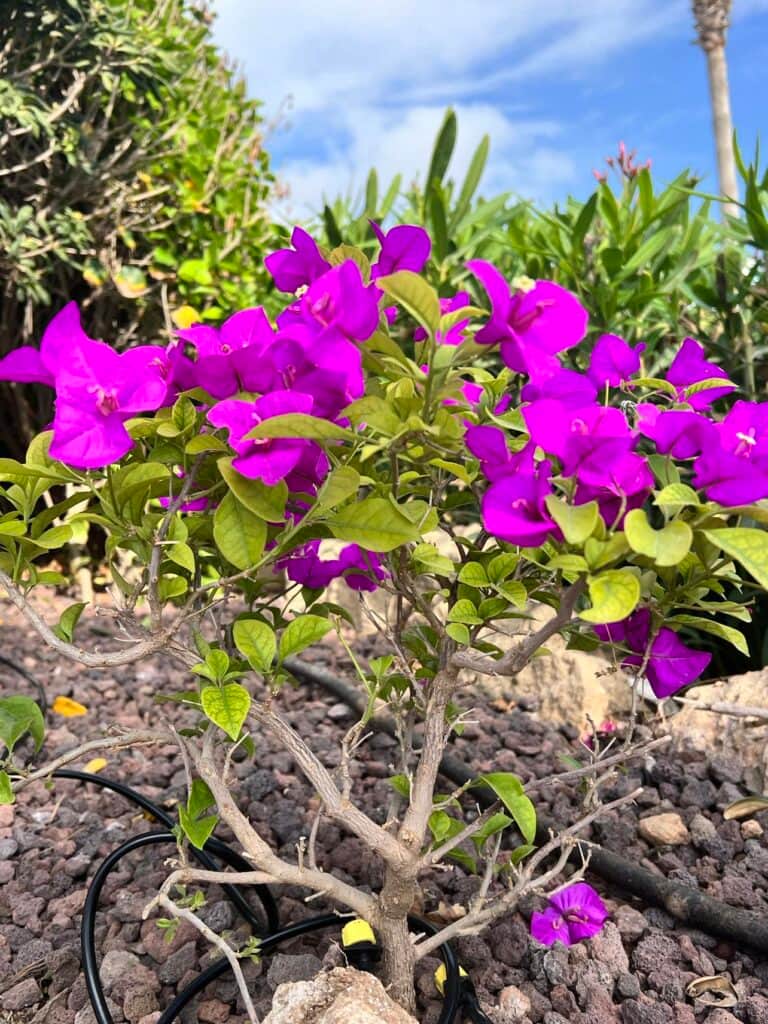 Elysium Cyprus Retreat 7