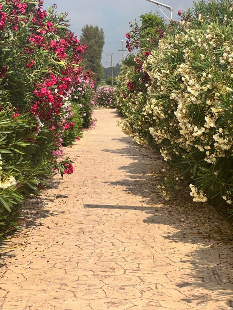 Elysium Cyprus Retreat 5