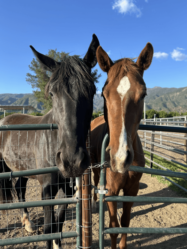 THE EQ GYM SOLO RETREATS 8