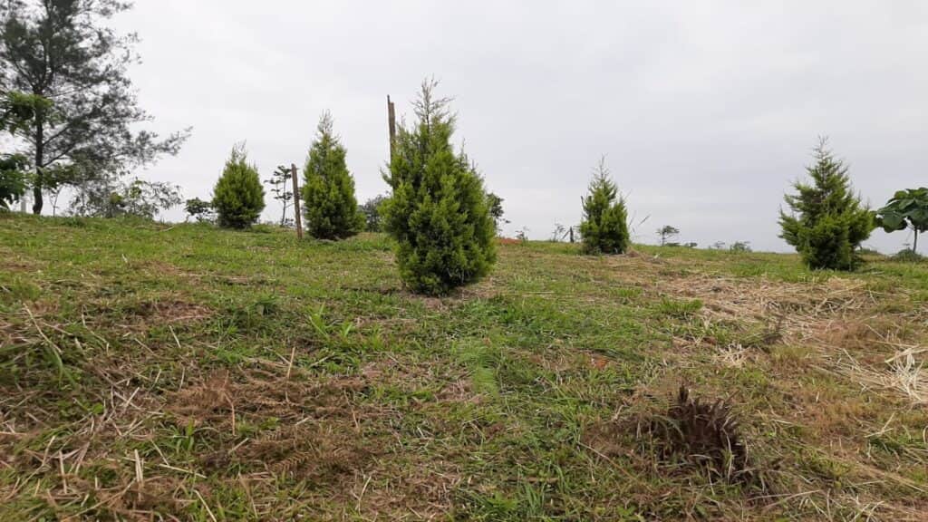 Spirit of the Wild 4