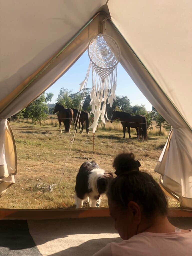 Heart of the Horse 6