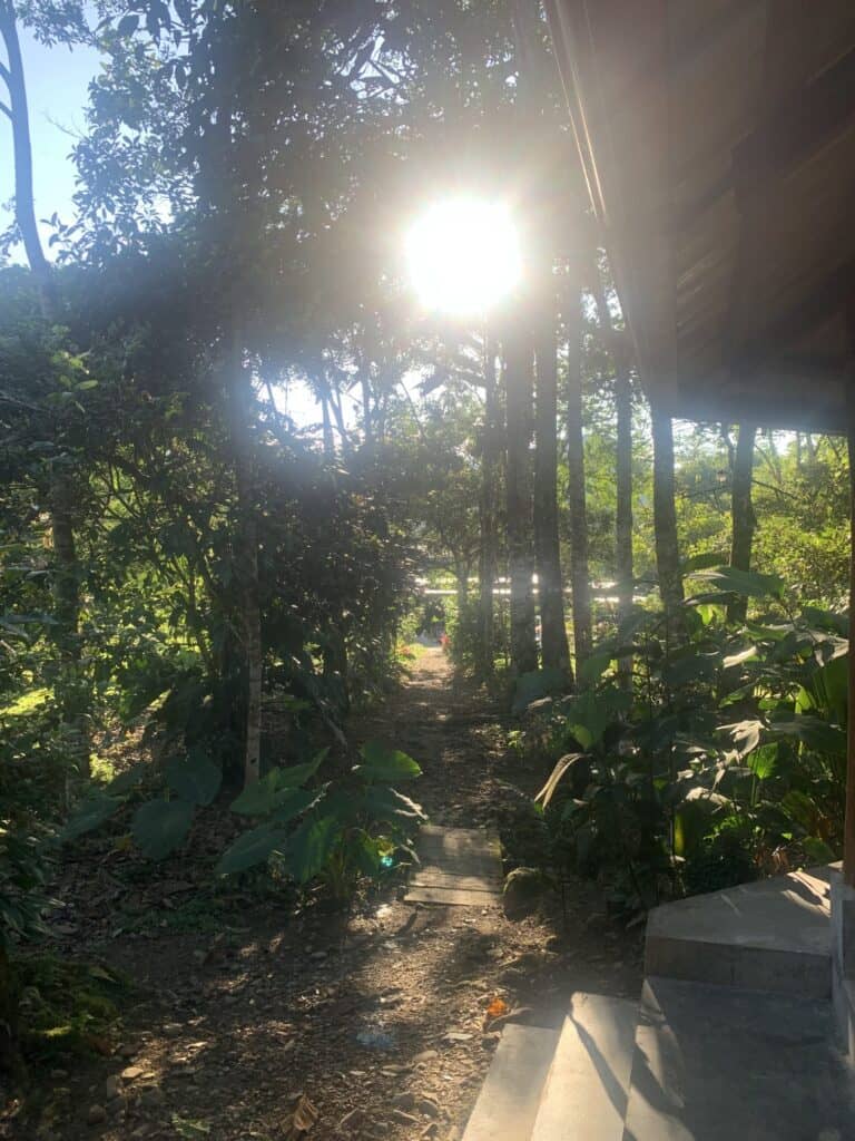 Ayahuasca Kindy Colibri