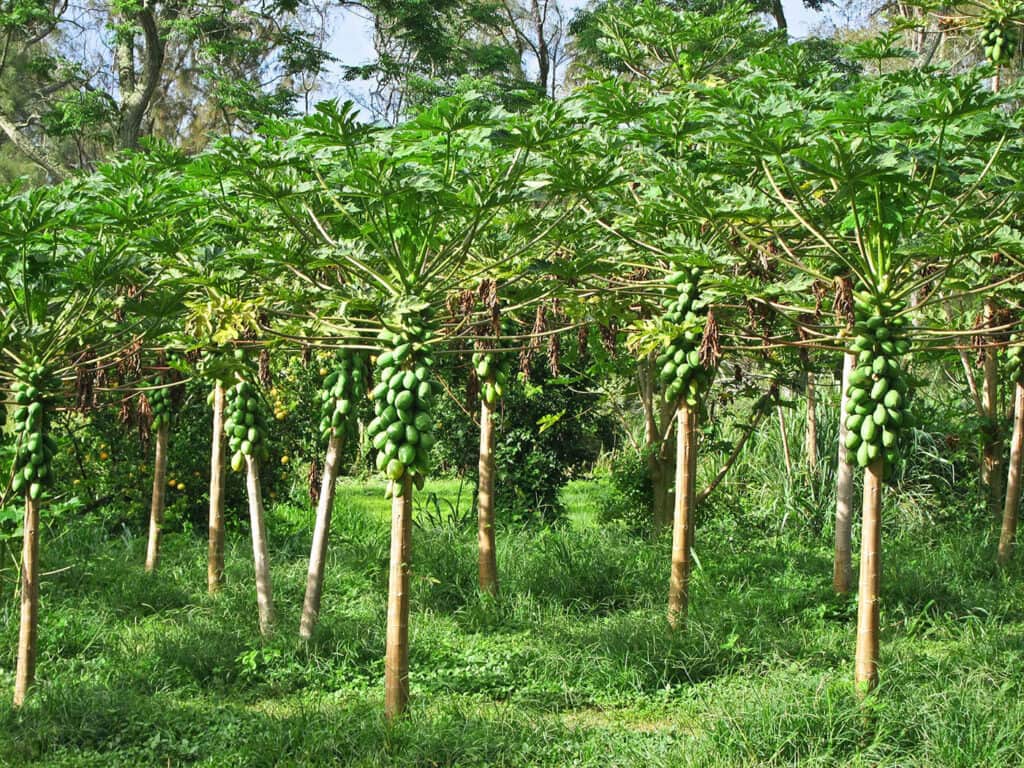 Aloha Ohana Sacred Retreat 7