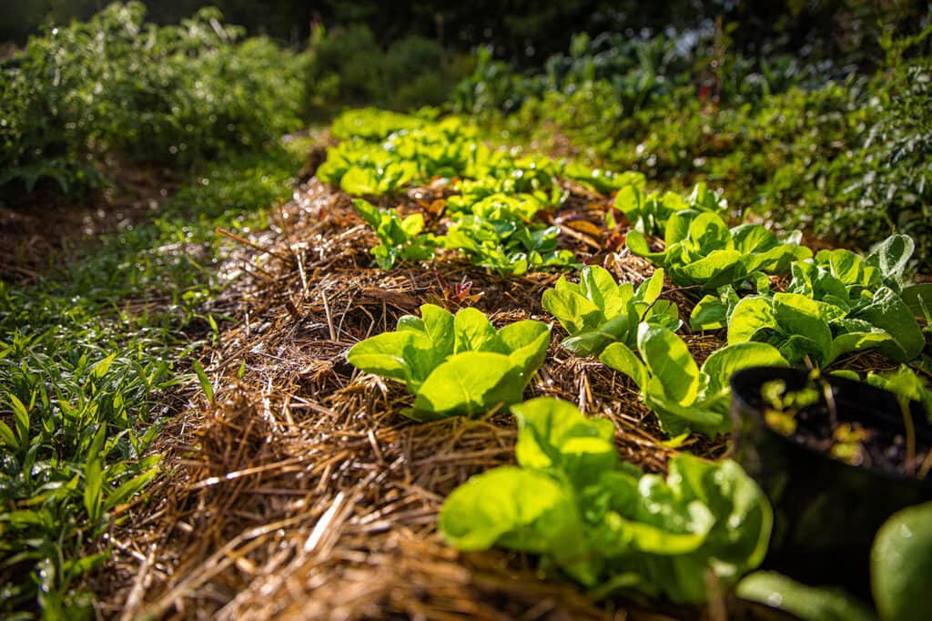 Aloha Ohana Sacred Retreat 5