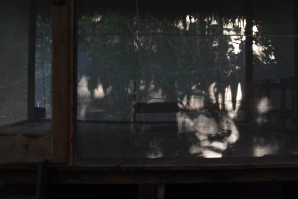 Whispers of the Jungle 4