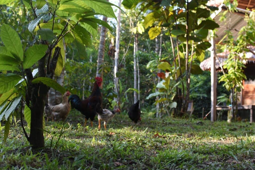 Whispers of the Jungle 3