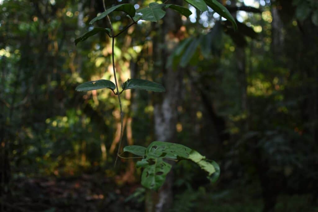 Whispers of the Jungle 6