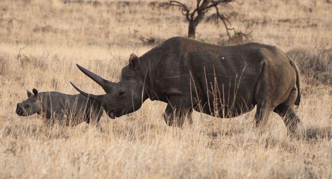 Lifestyles Medicine: Yoga & Health coaching 8