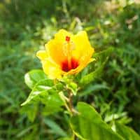 Kirpal Meditation and Ecological Center 7