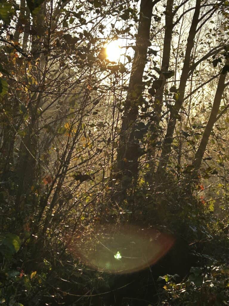 Ayurvedic Panchakarma Wellness Retreat 4