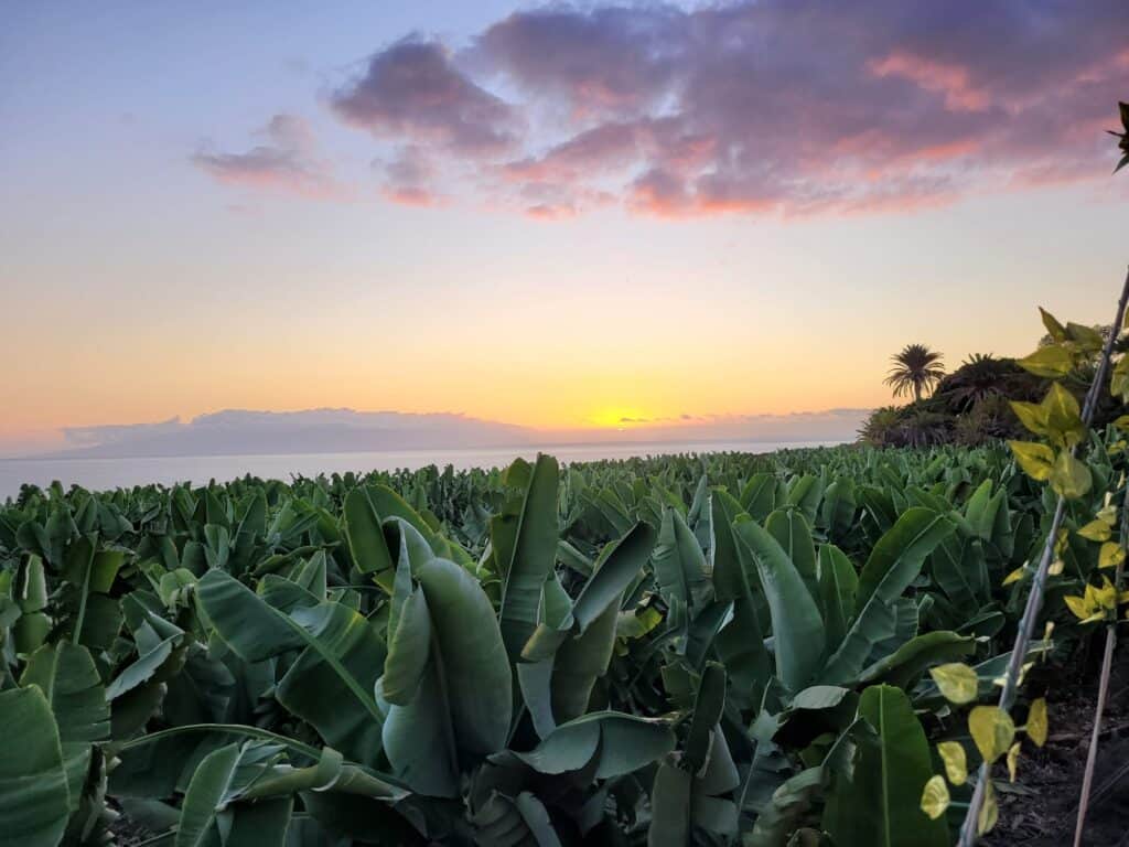 Panoramix Tenerife 1