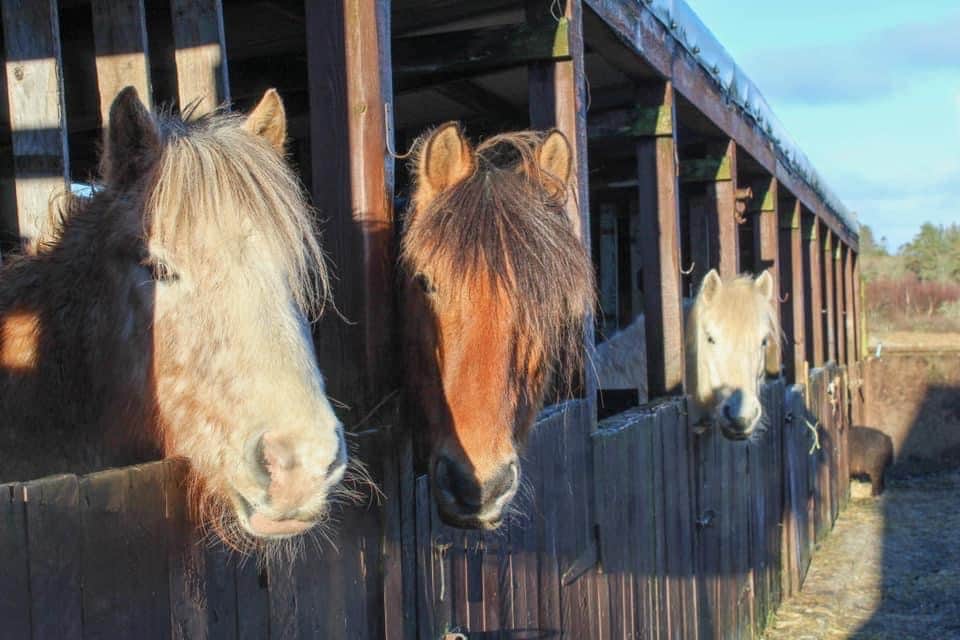 Skye Equine Retreats 1