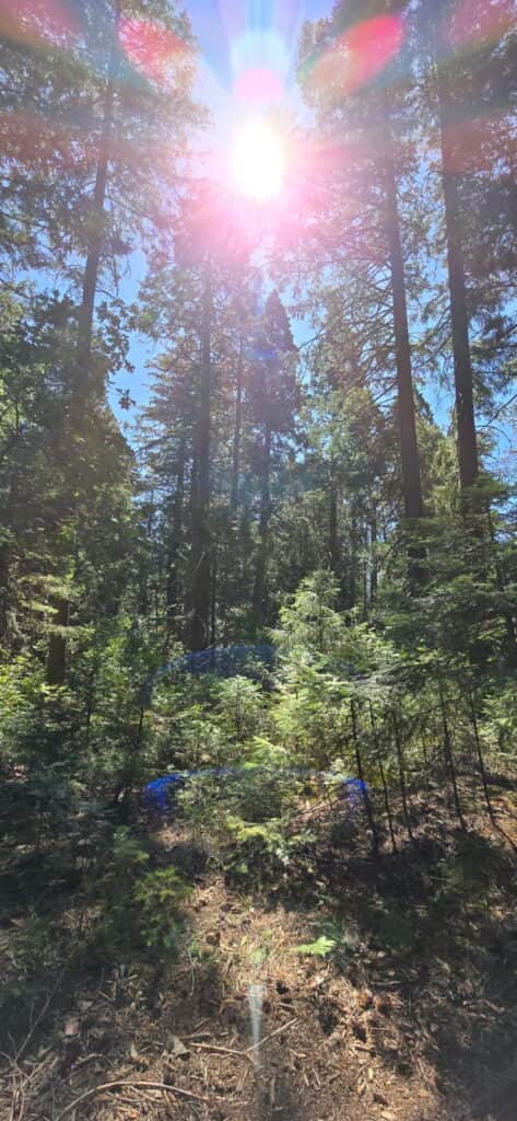 The Soul Attendant 3