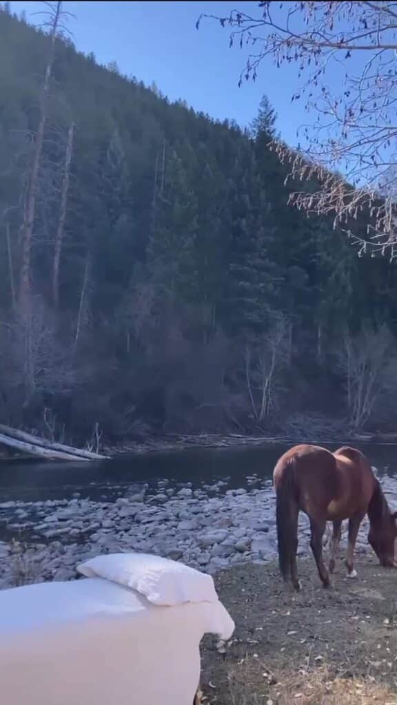 Wild Pine Equine Sanctuary 2